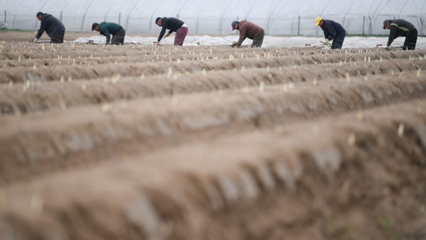 德国西部的芦笋种植地。资料图片。(Arne Dedert / dpa / AFP) / Germany OUT